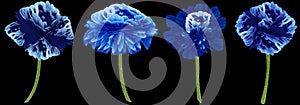 Set blue flowers. Blue peony, rose, daisy on black background. For design.