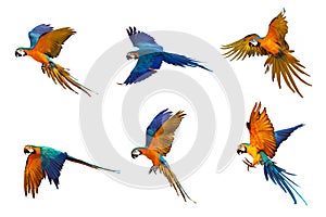 Set of blue and gold macaw parrot flying isolated on white.