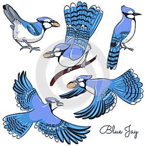 Set of blue jays isolated on a white background. Vector graphics