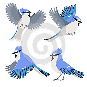 Set of blue jays isolated on a white background. Vector graphics