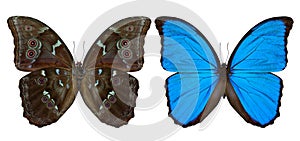 Set of Blue Morpho butterfly (disambiguation) or Sunset Morpho b