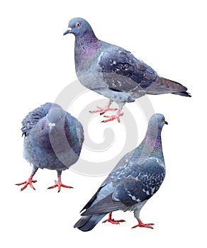 Set of blue pigeon isolated on white background with clipping path. Group of pet dove birds walk action on the ground