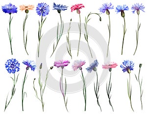 Set of blue, purple and pink cornflowers, wildflowers clipart