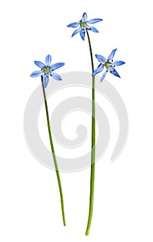 Set of blue scilla flowers isolated