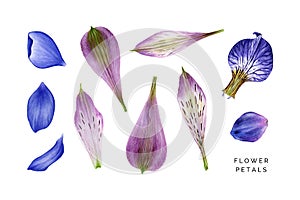 Set of blue and violet petals. Alstroemeria, hepatica, iris and delphinium.
