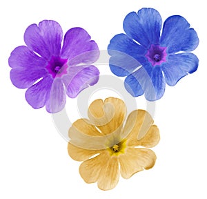 Set blue-yellow-purple flowers. Garden violets. White isolated background with clipping path. Closeup. no shadows.
