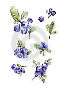 Set of the blueberries, pencil drawn illustration.