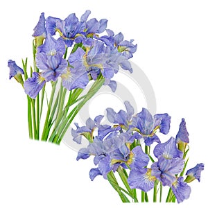 Set blueflag or iris flower Isolated on white background photo
