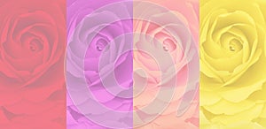 Set of blurred rose background, 4 color, red, purple, pink, yellow.