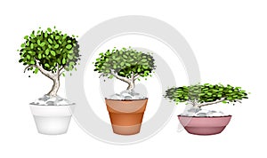 Set of Bonsai Tree in Ceramic Pots