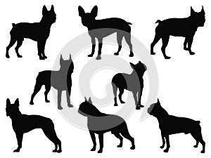 Set of Boston terrier dog silhouette vector art