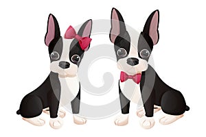 Set boston terrier girl and boy puppy with bow sitting in cartoon style isolated on white background. Cute dog, print