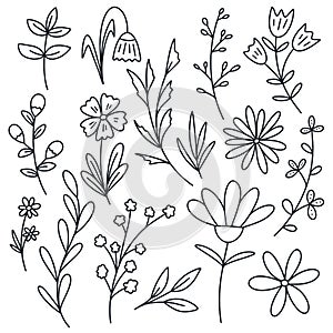 Set botanical branches, herbs and flowers hand drawn vector illustration