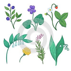 Set of botanical elements. Sketch illustration of wild forest plants, flowers and berries. Stylized doodle drawing of herbs