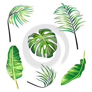 Set of botanical vector illustrations of tropical palm leaves in a realistic style.