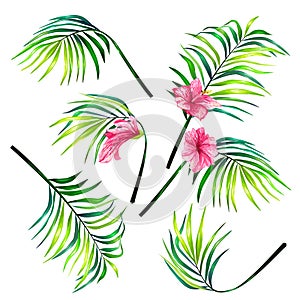 Set of botanical vector illustrations of tropical palm leaves in a realistic style.