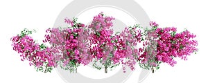 Set of Bougainvillea plants, isolated on white background. 3D render.