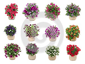 set of bouquets of petunias isolated on white