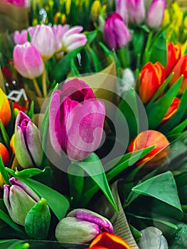 Set of bouquets of tulips of different colors, tulips bouquet. Present for March 8, International Women's Day
