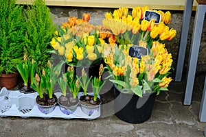 Set of bouquets of tulips of different colors in a street stall selling flowers, Estonia.