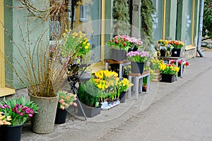 Set of bouquets of tulips of different colors in a street stall selling flowers, Estonia