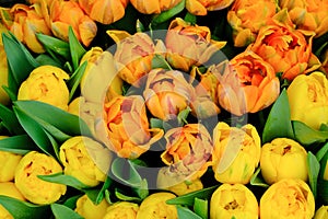 Set of bouquets of tulips of different colors in a street stall selling flowers, Estonia.