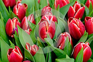 Set of bouquets of tulips of different colors in a street stall selling flowers, Estonia.