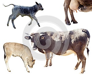 set of bovine cow animals isolated on white photo