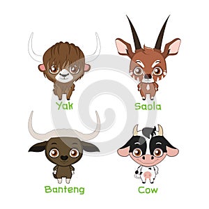 Set of bovine species photo