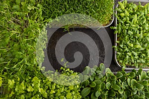 Set of boxes with microgreen sprouts of spinach, carrot, borage, mizuna cabbage on black, top view, frame