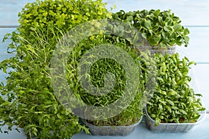 Set of boxes with microgreen sprouts of spinach, carrot, borage,  mizuna cabbage on blue, side view