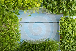 Set of boxes with microgreen sprouts of spinach, carrot, borage, mizuna cabbage on blue, top view, frame