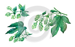 Set branch green hops. Watercolor illustration