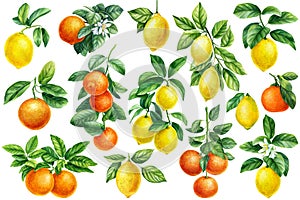 Set of branch green leaves, ripe fruits on white background, watercolor painting, citrus fruit orange, lemon, tangerine