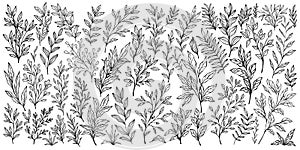 Set of branch and leaves collection. Floral hand drawn vintage set. Sketch line art illustration. Element design for greeting