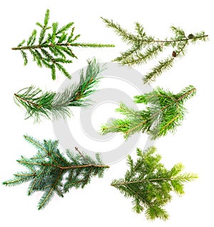 Set of branches of coniferous trees isolated on white background