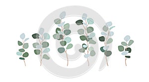 Set of branches eucalyptus silver dollar. Clip art greens for design cards, invitations, decorations. Bluish leaves, floristry,