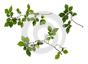 Set of branches with fresh green leaves