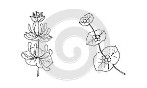 Set of branches of honeysuckle LonÃÂ­cera caprifÃÂ³lium with flowers and berries, black outline drawing. photo
