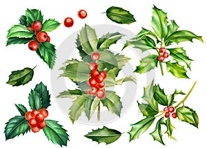 Set of branches, leaves, holly berries on a white background, watercolor botanical illustration, vintage elements