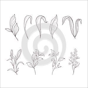 Set of Branches and Leaves. Line Art