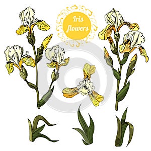 Set of  branches and leaves of yellow  iris flowers. Hand drawn ink and colored sketch. Collection  of color objects.