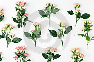 Set of branches of pink roses on white background