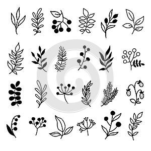 Set of branches, twigs with leaves, with berries and flowers. Summer floral elements. Hand drawn line vector