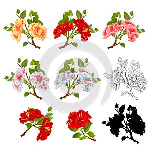 Set branches yellow,red, pink,white  hibiscus tropical flowers natural outline and silhouette watercolor on a white background