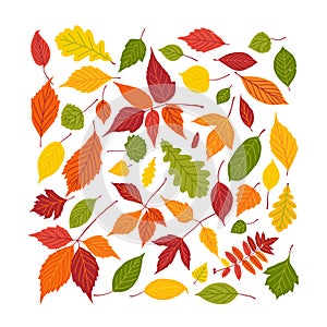 Set of bright autumn leaves. Fall leaf square fill frame isolated on white background. Vector illustration.
