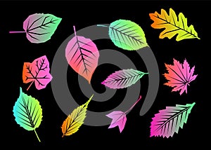 Set bright colorful autumn maple leaf isolated on black background. Graphic design autumn symbol. Red orange yellow dry