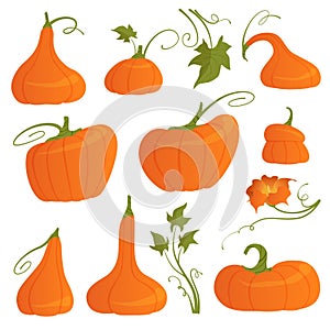 Set of bright pumpkins of different shapes with leaves and flower isolated on white background. Vector illustration