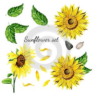 Set of bright yellow sunflower, leaves, seeds, petals isolated on white background. Watercolor gouache hand drawn illustrations in