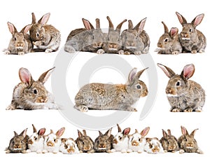 Un conjunto compuesto por marrón un nino conejos 